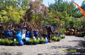 Rosemont - Landscape Design with Acacia cognata Limelight 